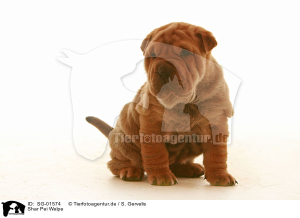 Shar Pei Welpe / Shar Pei puppy / SG-01574