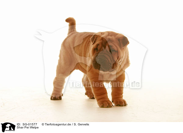 Shar Pei Welpe / Shar Pei puppy / SG-01577