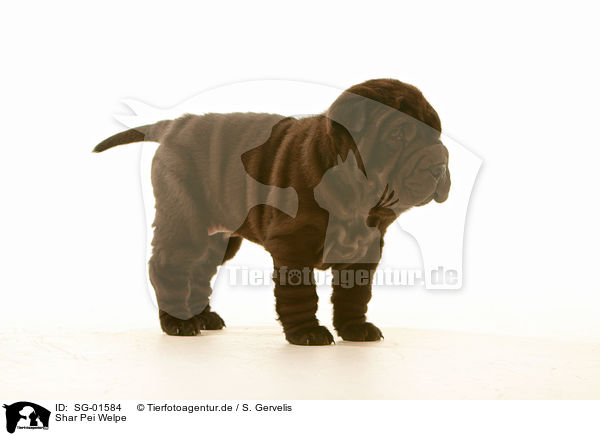 Shar Pei Welpe / Shar Pei puppy / SG-01584