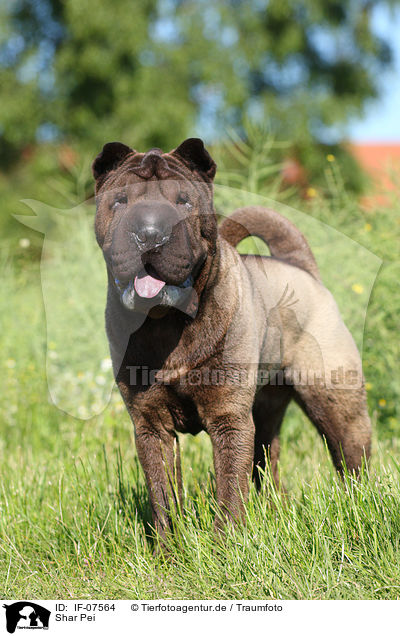 Shar Pei / Shar Pei / IF-07564