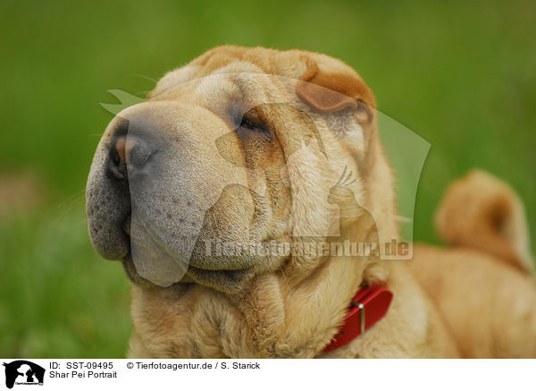 Shar Pei Portrait / Shar Pei Portrait / SST-09495