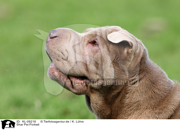 Shar Pei Portrait / Shar Pei Portrait / KL-09218