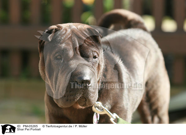 Shar Pei Portrait / Shar Pei Portrait / PM-05265