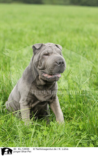 junger Shar Pei / young Shar Pei / KL-12656