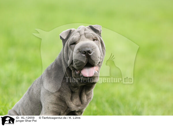 junger Shar Pei / young Shar Pei / KL-12659