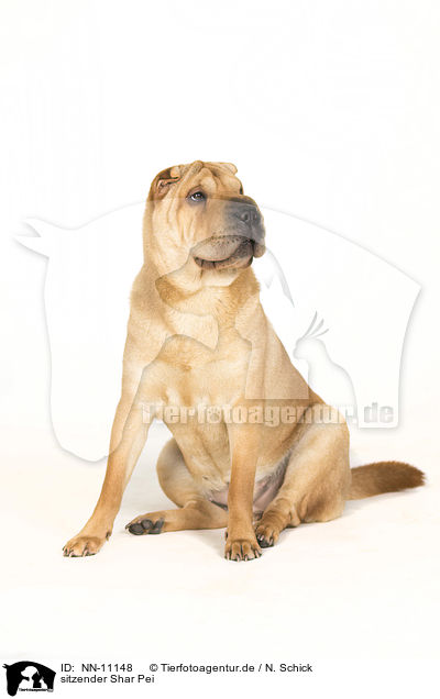 sitzender Shar Pei / sitting Shar Pei / NN-11148