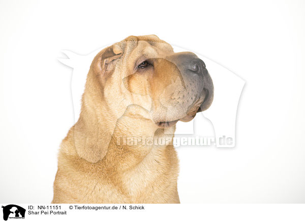 Shar Pei Portrait / Shar Pei Portrait / NN-11151