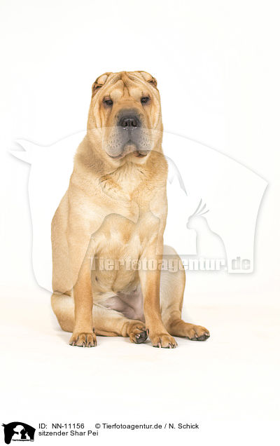 sitzender Shar Pei / sitting Shar Pei / NN-11156