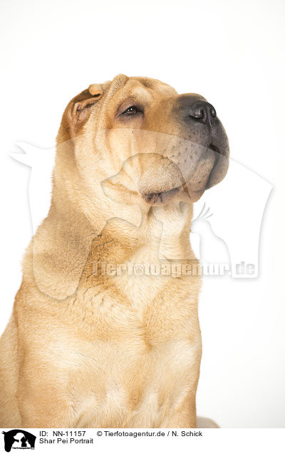 Shar Pei Portrait / Shar Pei Portrait / NN-11157