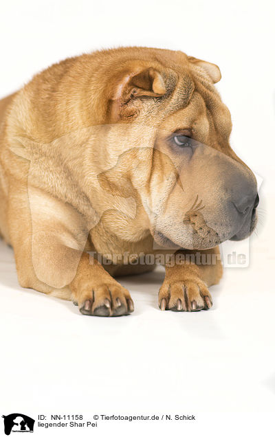 liegender Shar Pei / lying Shar Pei / NN-11158