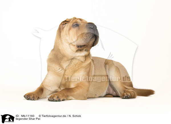 liegender Shar Pei / lying Shar Pei / NN-11160