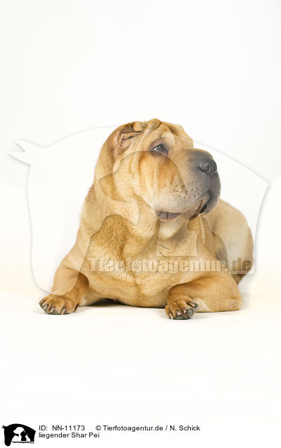 liegender Shar Pei / lying Shar Pei / NN-11173