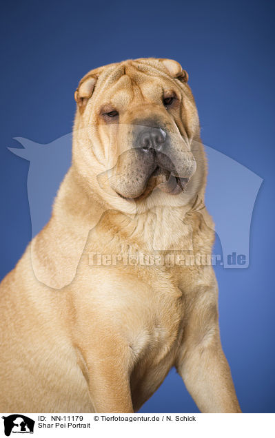 Shar Pei Portrait / Shar Pei Portrait / NN-11179