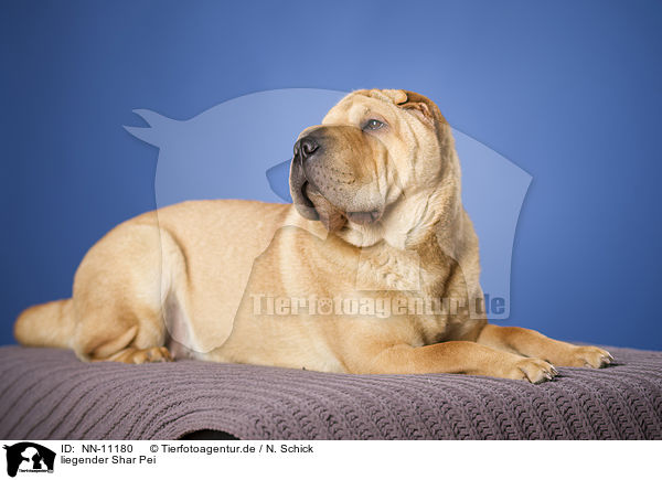 liegender Shar Pei / lying Shar Pei / NN-11180