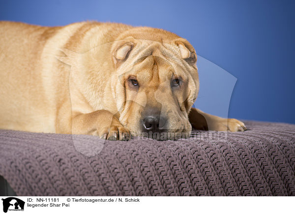 liegender Shar Pei / lying Shar Pei / NN-11181