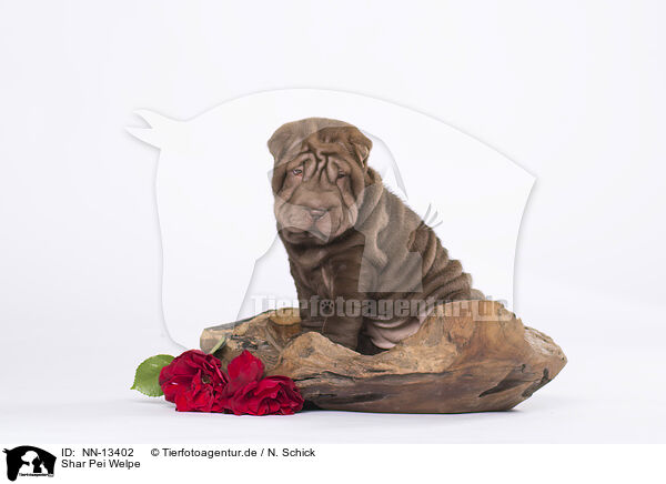 Shar Pei Welpe / Shar Pei Puppy / NN-13402