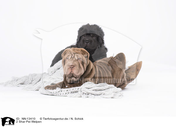 2 Shar Pei Welpen / 2 Shar Pei Puppies / NN-13410