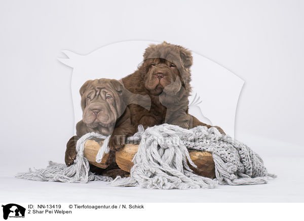 2 Shar Pei Welpen / 2 Shar Pei Puppies / NN-13419