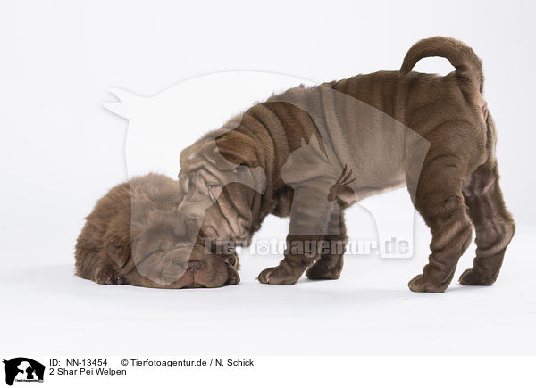 2 Shar Pei Welpen / 2 Shar Pei Puppies / NN-13454