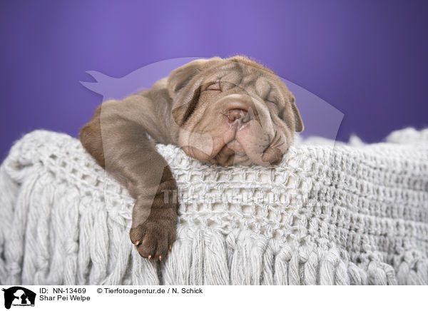 Shar Pei Welpe / Shar Pei Puppy / NN-13469