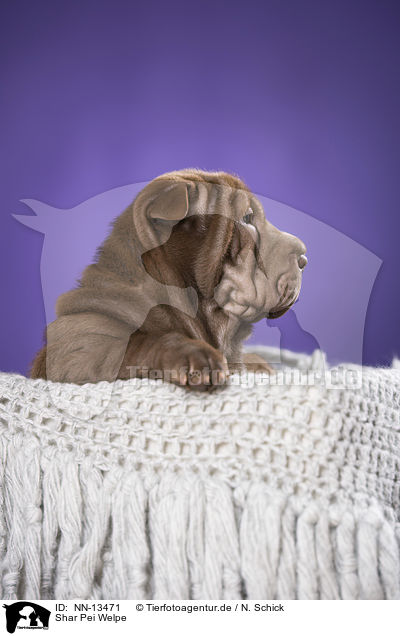 Shar Pei Welpe / Shar Pei Puppy / NN-13471