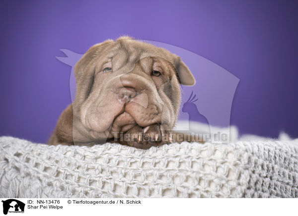 Shar Pei Welpe / Shar Pei Puppy / NN-13476