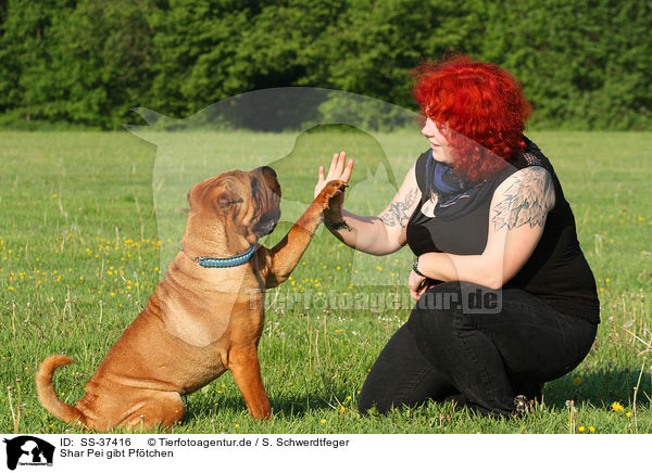 Shar Pei gibt Pftchen / Shar Pei gives paw / SS-37416