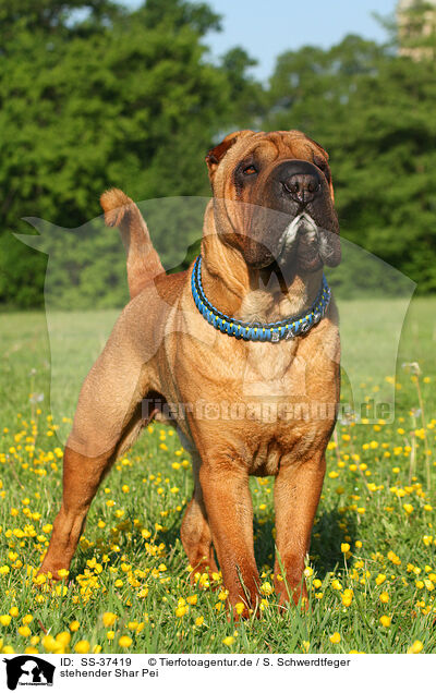 stehender Shar Pei / standing Shar Pei / SS-37419