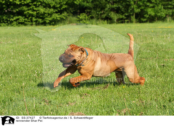 rennender Shar Pei / running Shar Pei / SS-37427