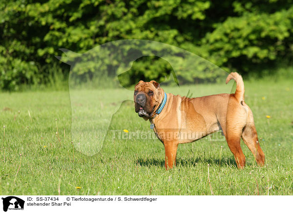 stehender Shar Pei / standing Shar Pei / SS-37434