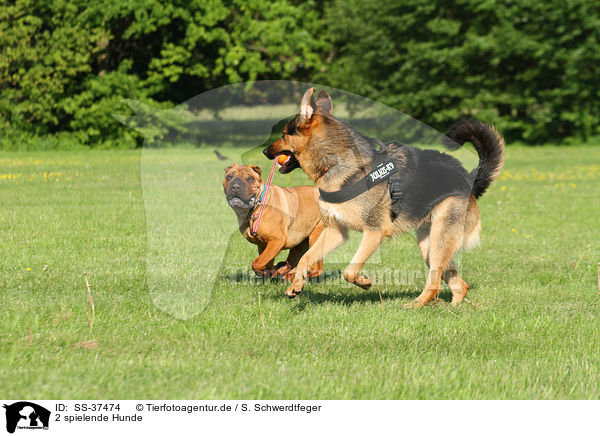 2 spielende Hunde / 2 playing dogs / SS-37474
