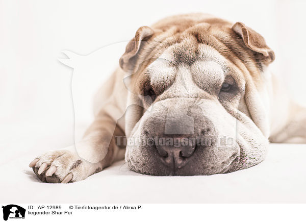 liegender Shar Pei / AP-12989