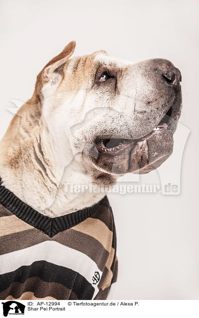 Shar Pei Portrait / AP-12994