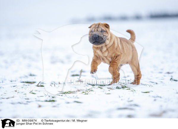 junger Shar Pei im Schnee / young Shar Pei in the snow / MW-09874