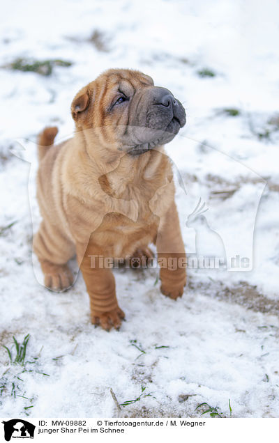 junger Shar Pei im Schnee / MW-09882