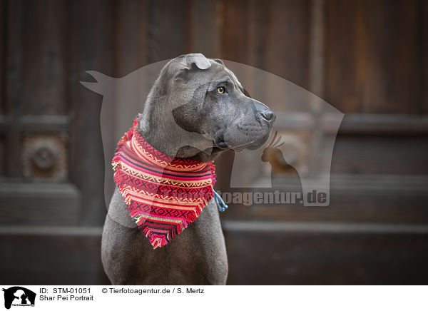 Shar Pei Portrait / Shar Pei Portrai / STM-01051