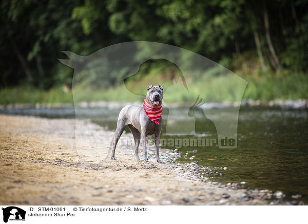 stehender Shar Pei / standing shar pei / STM-01061