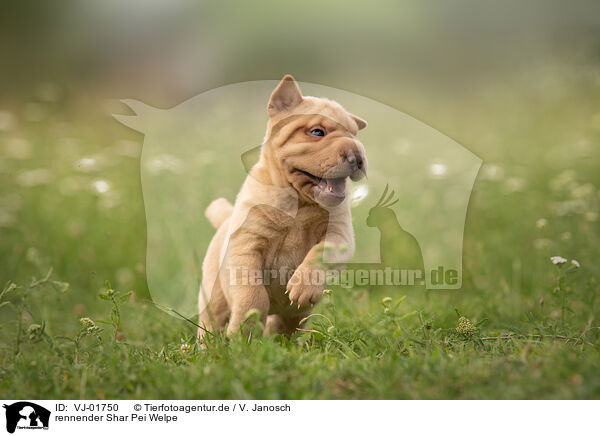 rennender Shar Pei Welpe / running Shar Pei Puppy / VJ-01750