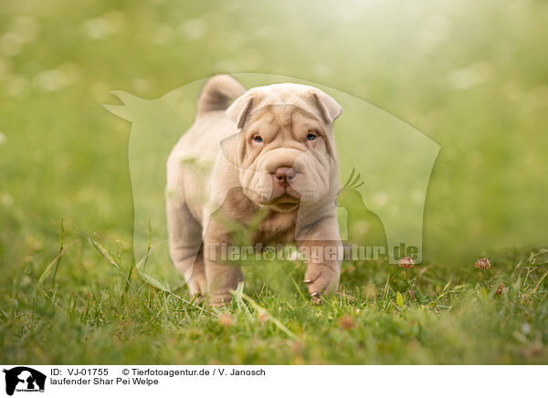 laufender Shar Pei Welpe / walking Shar Pei Puppy / VJ-01755