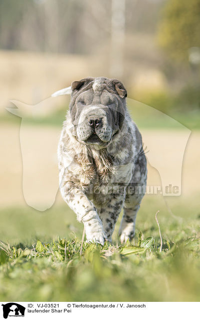 laufender Shar Pei / walking Shar Pei / VJ-03521