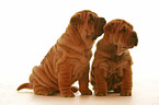 Shar Pei Welpe