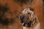 Shar Pei Portrait