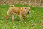 laufender Shar Pei