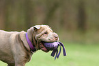 Shar Pei Portrait