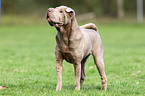 Shar Pei