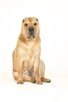 sitzender Shar Pei