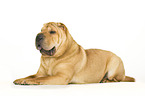 liegender Shar Pei