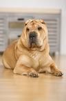 liegender Shar Pei