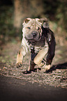 junger Shar Pei