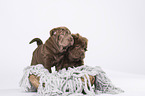 2 Shar Pei Welpen